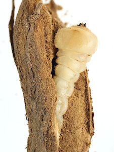Chrysobothris sp. Bidentate pronotum, PL5673D, larva, in Westringia rigida root (PJL 3610B), dorsal, EP